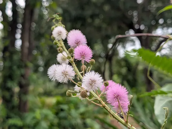 Pink and white wildflowers blooming on the farm