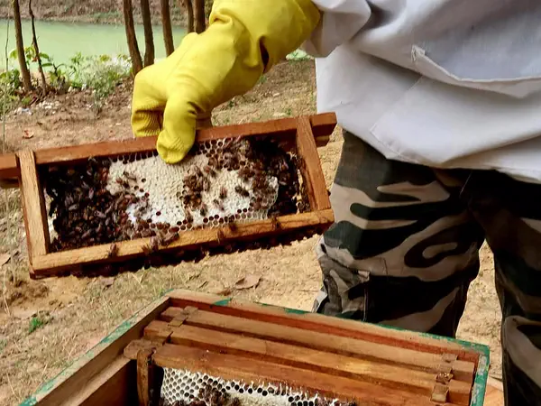 Gloved hands lifting a honeycomb frame during honey collection