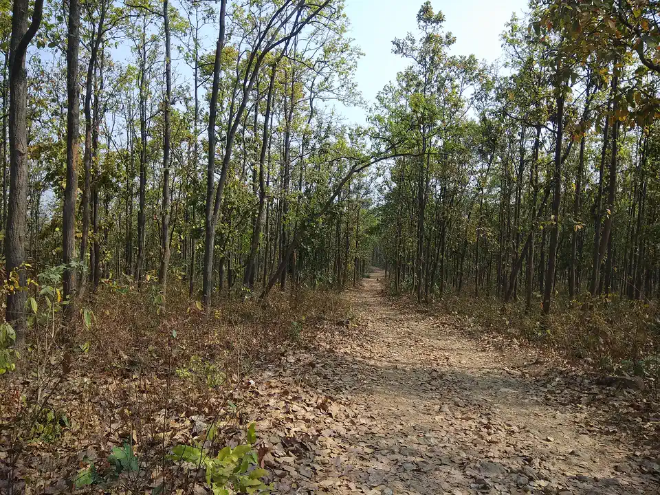 Dry-season forest trail winding through tall trees near Susunia Hill