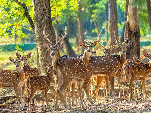 Spotted deer standing in the shade of forest trees at Jhargram Deer Park