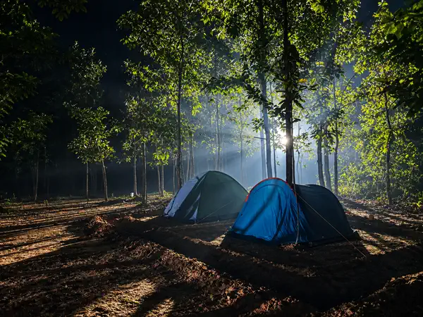Tents glowing under the night forest canopy