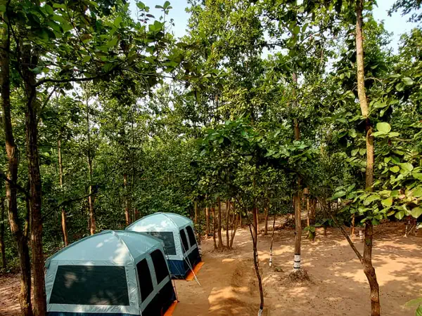 Tents in a clearing among the trees